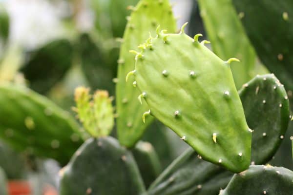 Opuntia Ficus Indica