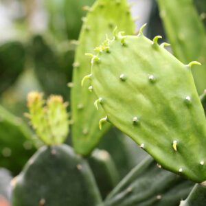 Opuntia Ficus Indica