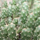 Opuntia Fragilis