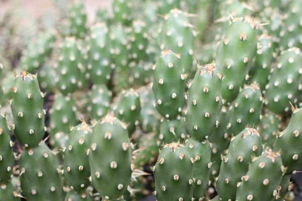 Opuntia Fragilis