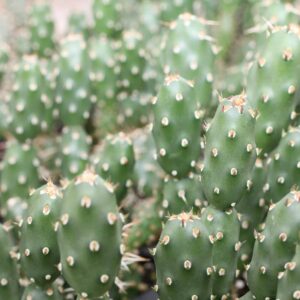 Opuntia Fragilis