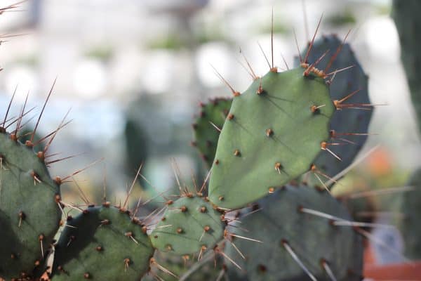 Opuntia Gossliniana