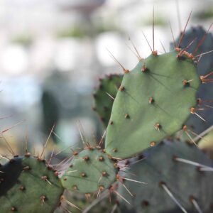 Opuntia Gossliniana