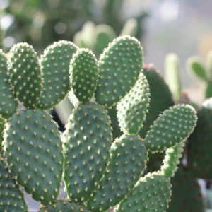 Opuntia Microdasys