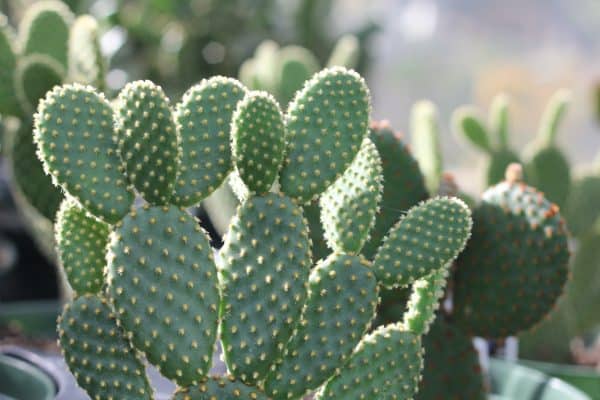 Opuntia Microdasys