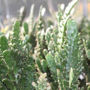 Opuntia Vulgaris