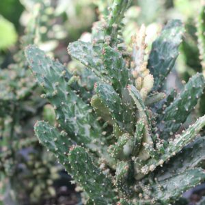 Opuntia Vulgaris Variegata