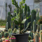 opuntia brasiliensis