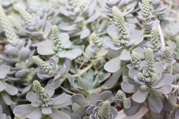 Orostachys