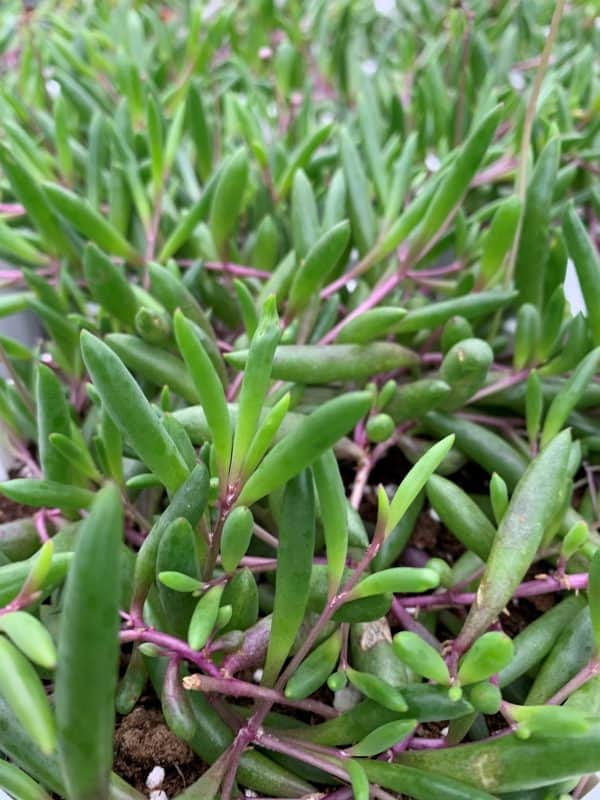 Othonna Capensis