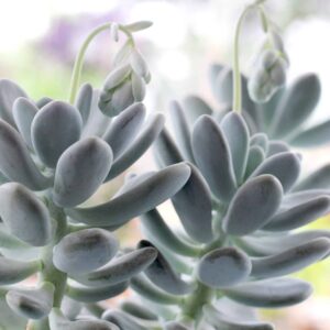 Pachyphytum Oviferum