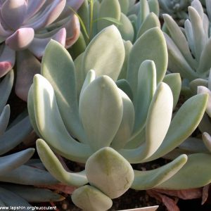 Pachyveria clarata