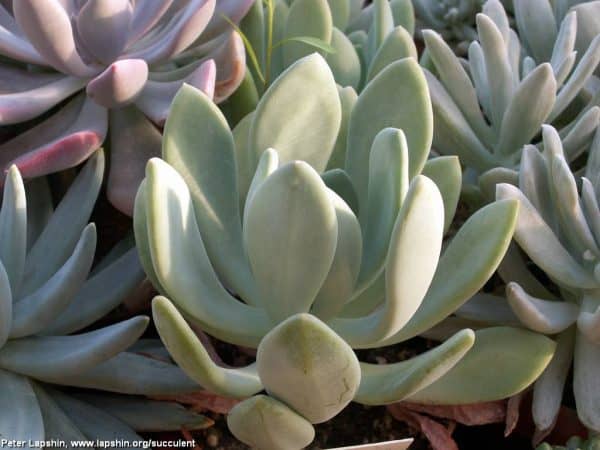 Pachyveria clarata