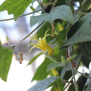 Passiflore Citrina