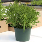 peperomia ferreyrea
