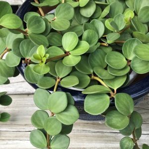 Peperomia Hope