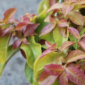 Pereskia Aculaeta