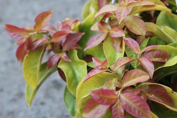 Pereskia Aculaeta