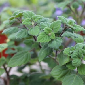 Plecthrantus Ernstii