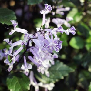 Plectranthus Mona Lavander
