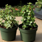 portulacaria afra