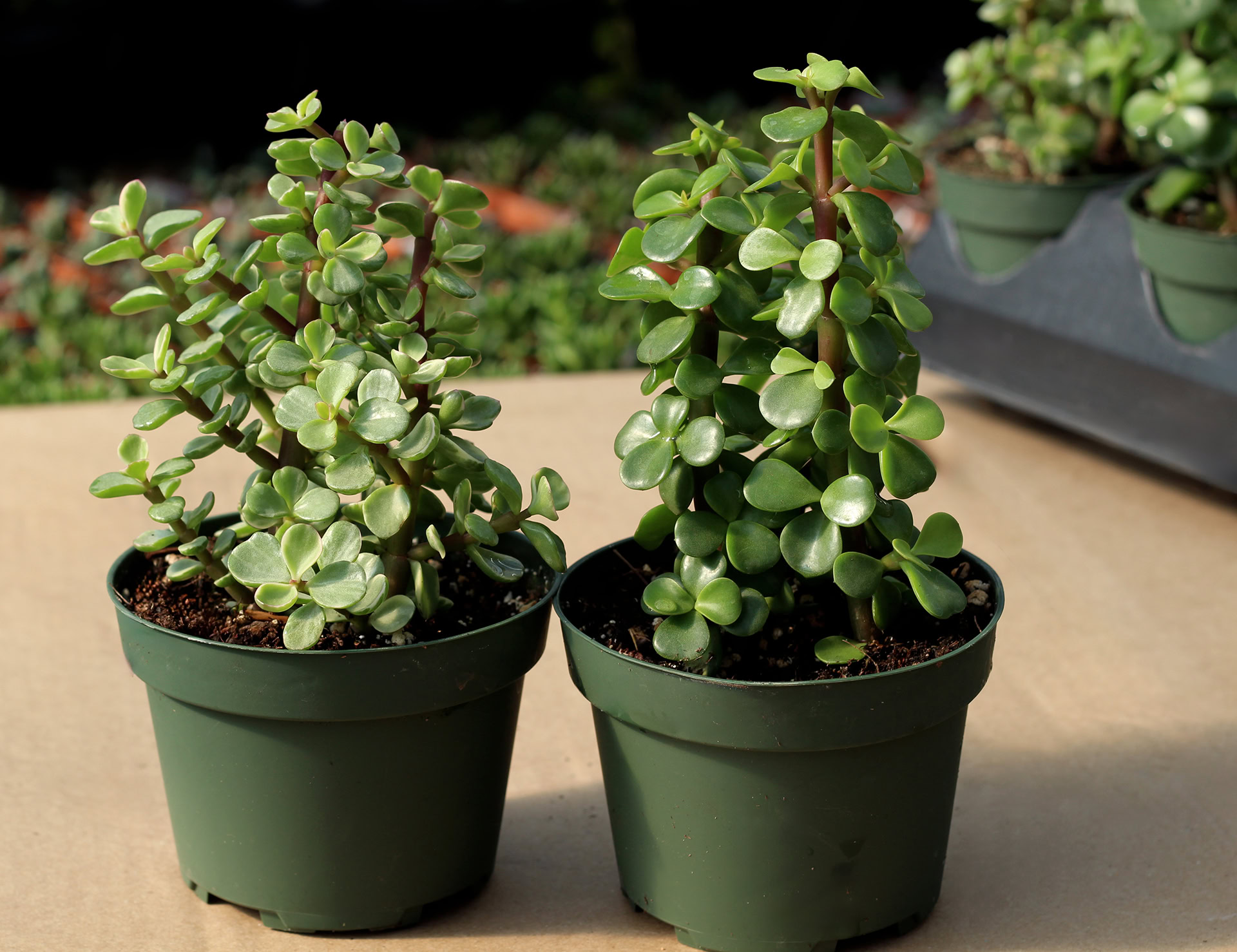 portulacaria afra