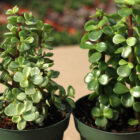 portulacaria afra