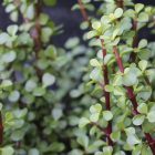 Portulacaria Afra