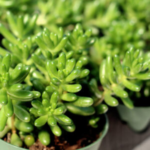 sedum rubrotinctum