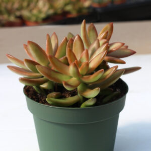 sedum nussbaumerianum