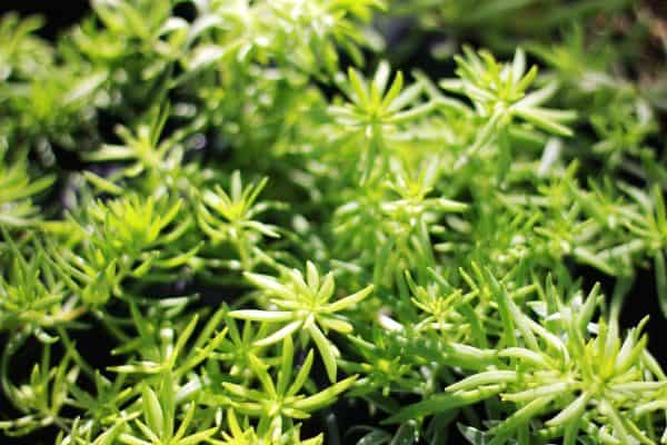 Sedum Angelina