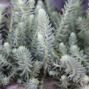 Sedum Bluespruce