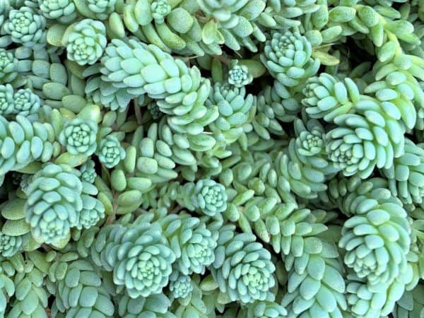 Sedum Dasyphyllum