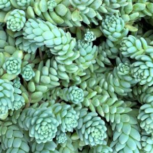 Sedum Dasyphyllum