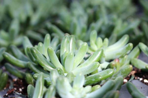 Sedum Globulaire