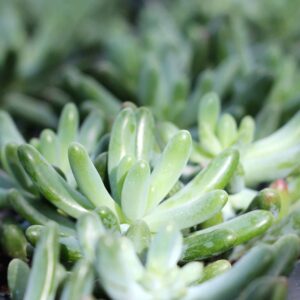 Sedum Globulaire