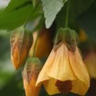 Abutilon