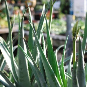 Aloes Vera