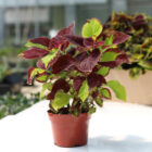 coleus assortis