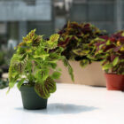 coleus assortis
