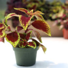 coleus assortis