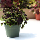 coleus assortis