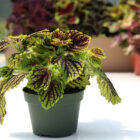 coleus assortis
