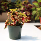 coleus assortis