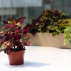 coleus assortis