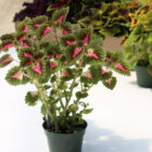 coleus assortis