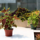 coleus assortis