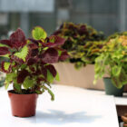 coleus assortis