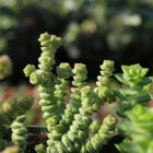 crassula marnieriana «baby necklace»