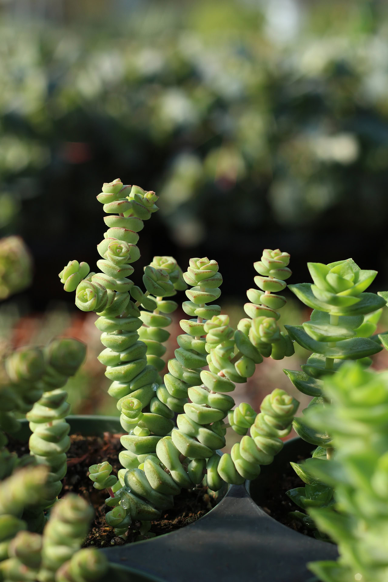 crassula marnieriana «baby necklace»